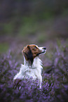 Kooikerhondje