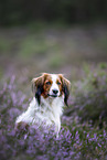 Kooikerhondje