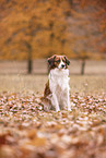 Kooikerhondje