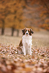 Kooikerhondje
