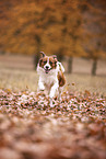 Kooikerhondje