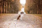 Kooikerhondje