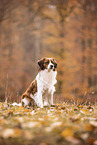 Kooikerhondje