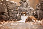 Kooikerhondje