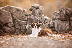Kooikerhondje