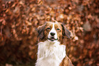 Kooikerhondje