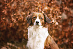 Kooikerhondje