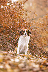 Kooikerhondje