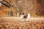 Kooikerhondje
