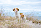 Kooikerhondje Puppy