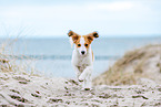 Kooikerhondje Puppy
