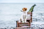 Kooikerhondje Puppy