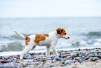 Kooikerhondje Puppy
