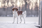 Kooikerhondje