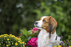 Kooikerhondje