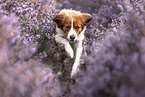 Kooikerhondje