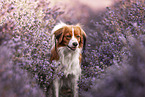 Kooikerhondje