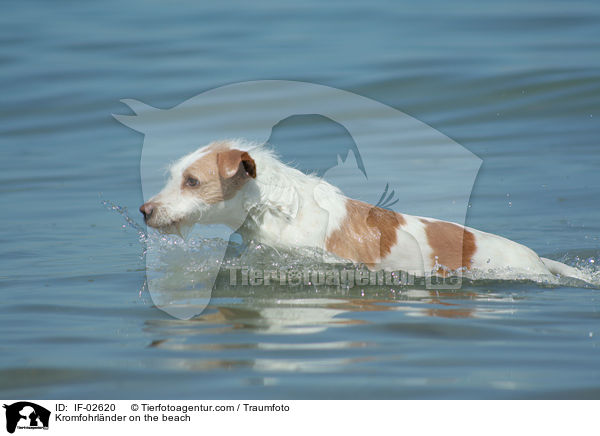 Kromfohrlnder on the beach / IF-02620