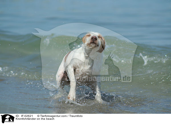 Kromfohrlnder am Strand / Kromfohrlnder on the beach / IF-02621