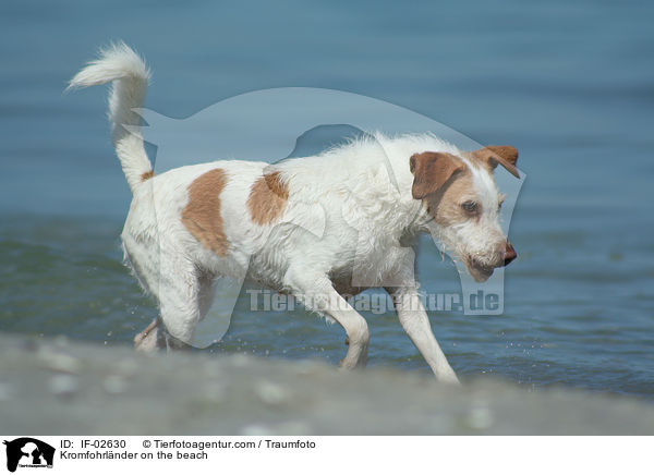 Kromfohrlnder am Strand / Kromfohrlnder on the beach / IF-02630