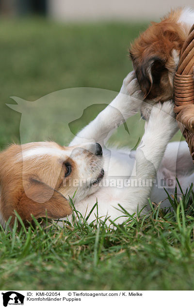 Kromfohrlnder Puppies / KMI-02054