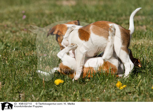 Kromfohrlnder Puppies / KMI-02710