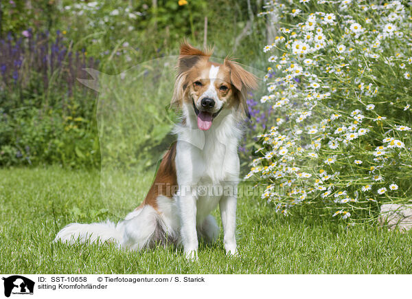 sitting Kromfohrlnder / SST-10658