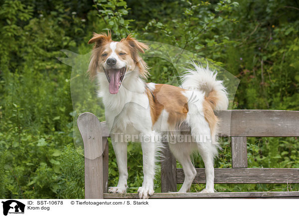 Kromfohrlnder / Krom dog / SST-10678