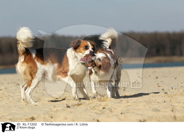 2 Krom dogs / KL-11202