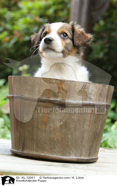 Kromfohrlnder Welpe / Kromfohrlnder Puppy / KL-12001