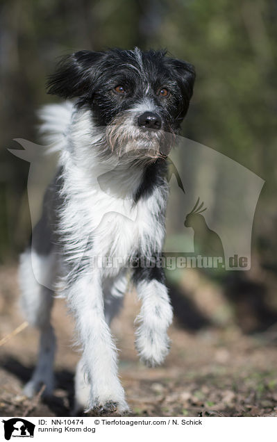 rennender Kromfohrlnder / running Krom dog / NN-10474