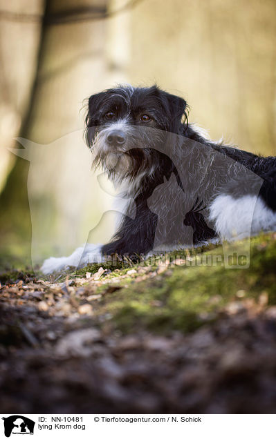 liegender Kromfohrlnder / lying Krom dog / NN-10481