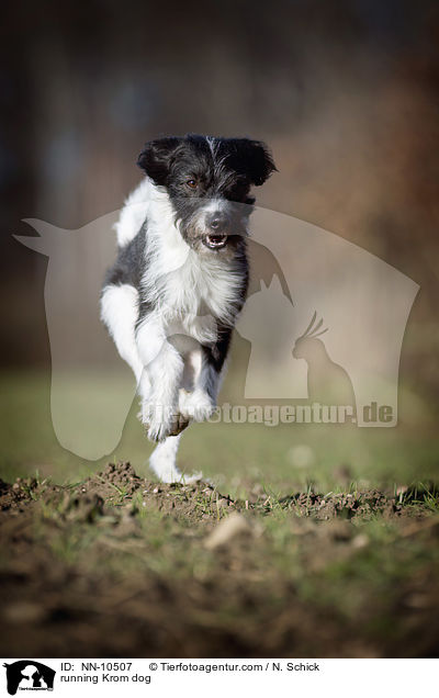 rennender Kromfohrlnder / running Krom dog / NN-10507