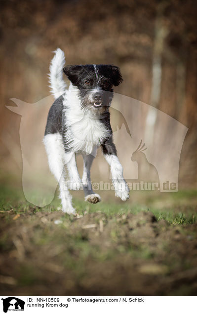 rennender Kromfohrlnder / running Krom dog / NN-10509