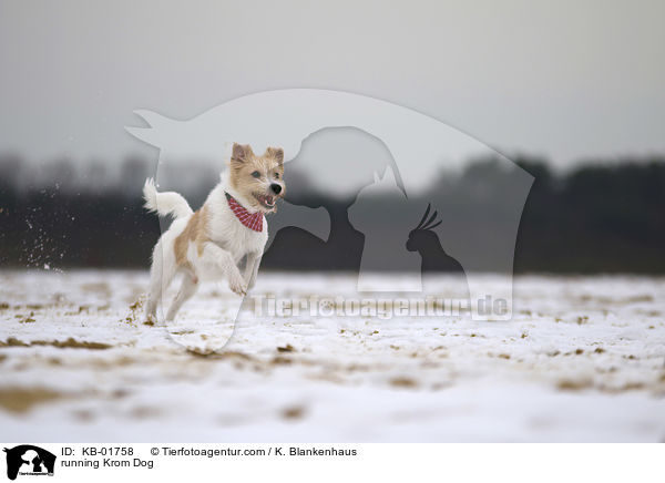 rennender Kromfohrlnder / running Krom Dog / KB-01758
