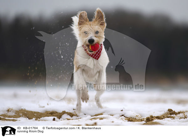 rennender Kromfohrlnder / running Krom Dog / KB-01764