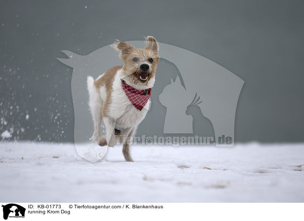rennender Kromfohrlnder / running Krom Dog / KB-01773