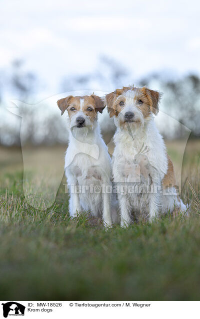 Krom dogs / MW-18526