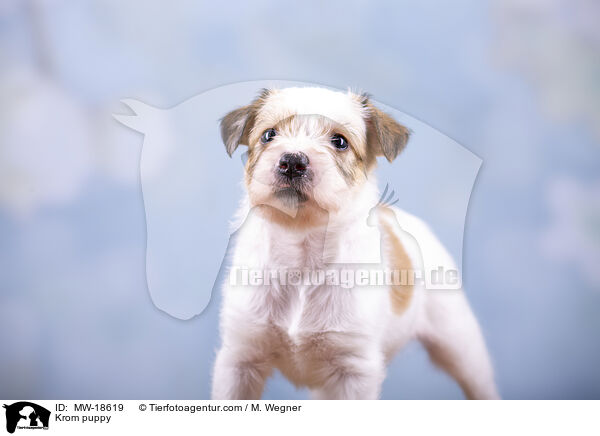 Kromfohrlnder Welpe / Krom puppy / MW-18619