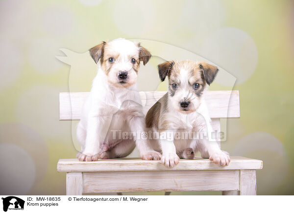 Kromfohrlnder Welpen / Krom puppies / MW-18635