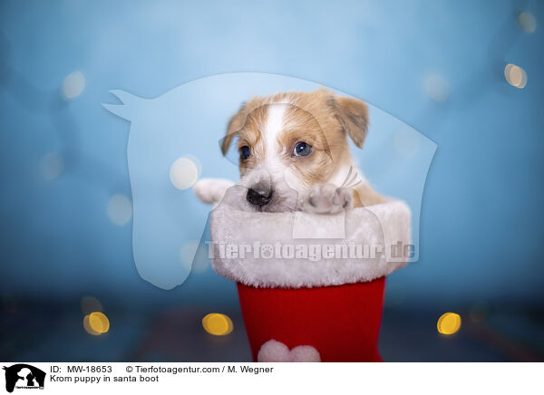 Kormfohrlnder Welpe in Weihnachtsstiefel / Krom puppy in santa boot / MW-18653