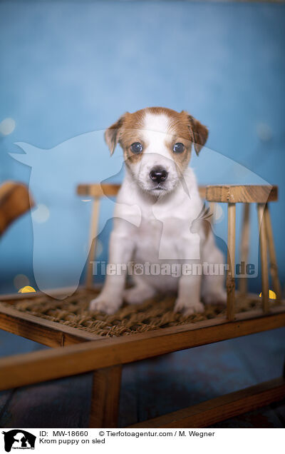Krom puppy on sled / MW-18660