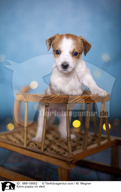 Krom puppy on sled / MW-18662