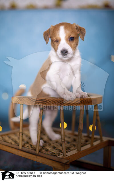 Krom puppy on sled / MW-18667