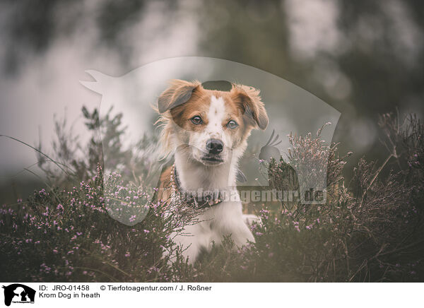 Kromfohrlnder in der Heide / Krom Dog in heath / JRO-01458