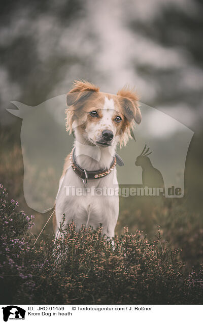 Kromfohrlnder in der Heide / Krom Dog in heath / JRO-01459
