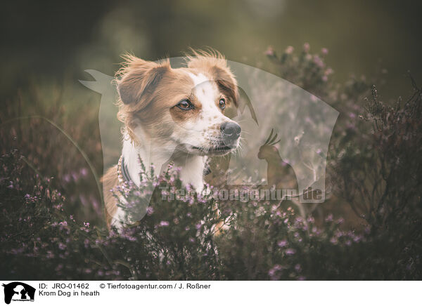 Kromfohrlnder in der Heide / Krom Dog in heath / JRO-01462