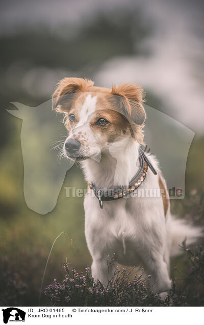 Kromfohrlnder in der Heide / Krom Dog in heath / JRO-01465