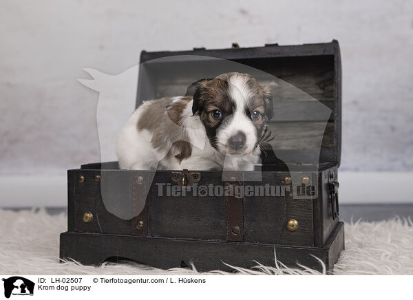 Kromfohrlnder Welpe / Krom dog puppy / LH-02507