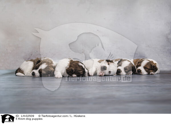 5 Kromfohrlnder Welpen / 5 Krom dog puppies / LH-02509